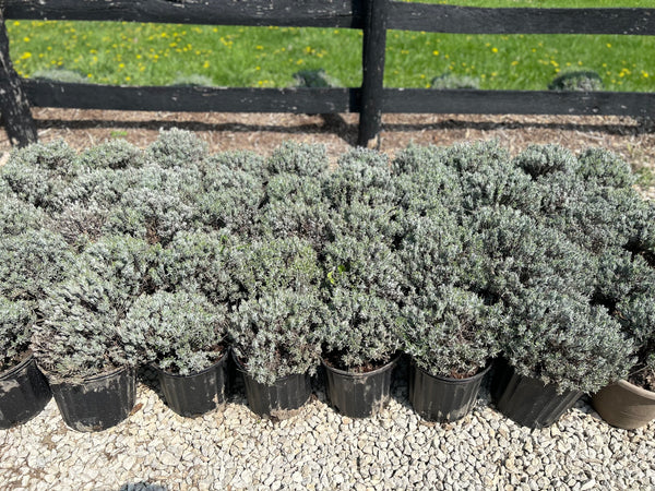 Large Plants