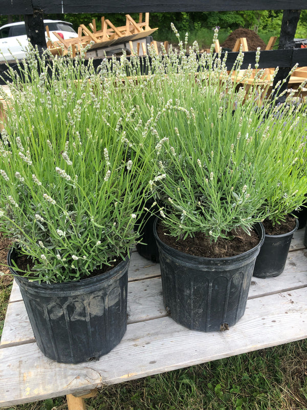 Lavender Plant 2 Gallon