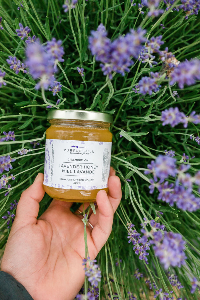 honey lavender plant Lavender Honey – Purple Hill Lavender Farm