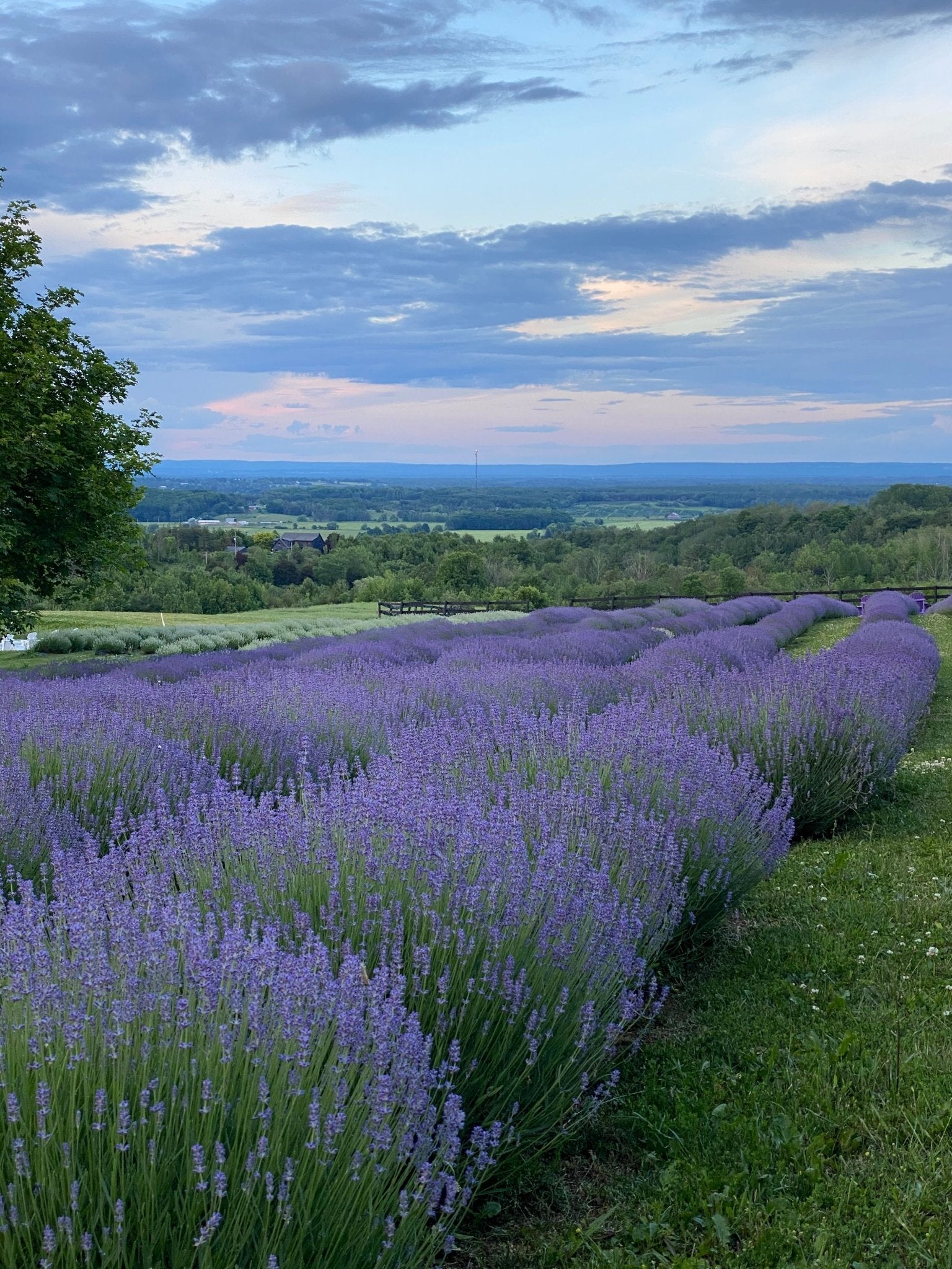 Folgate Lavender Plants (Pack of 6) Purple Hill Lavender Farm