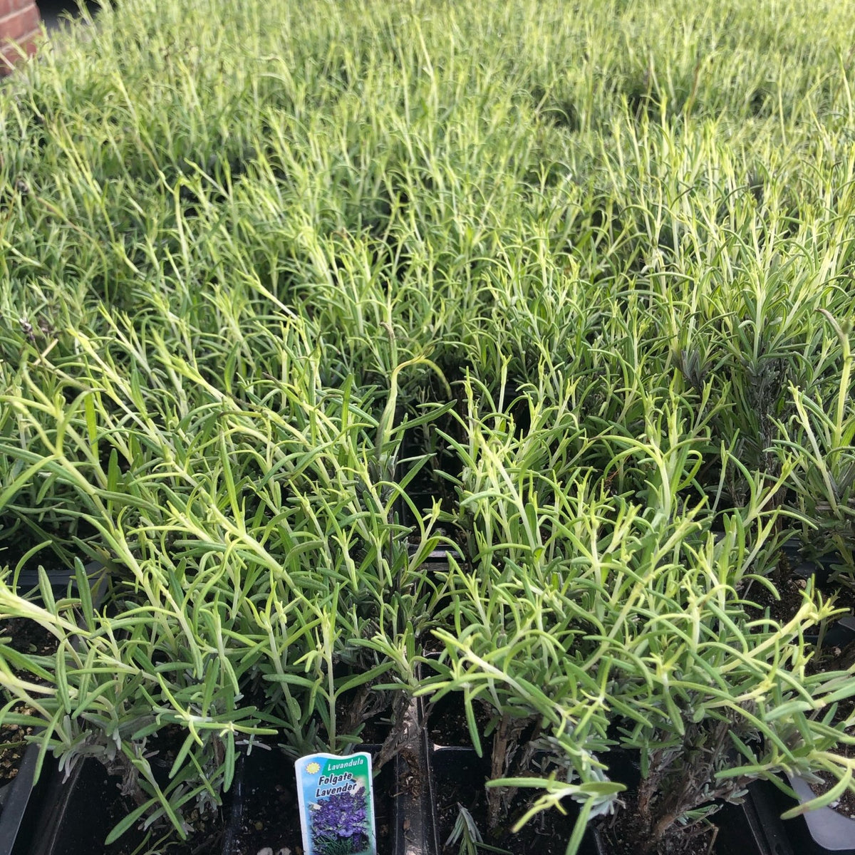 Folgate Lavender Plants (Pack of 6) Purple Hill Lavender Farm