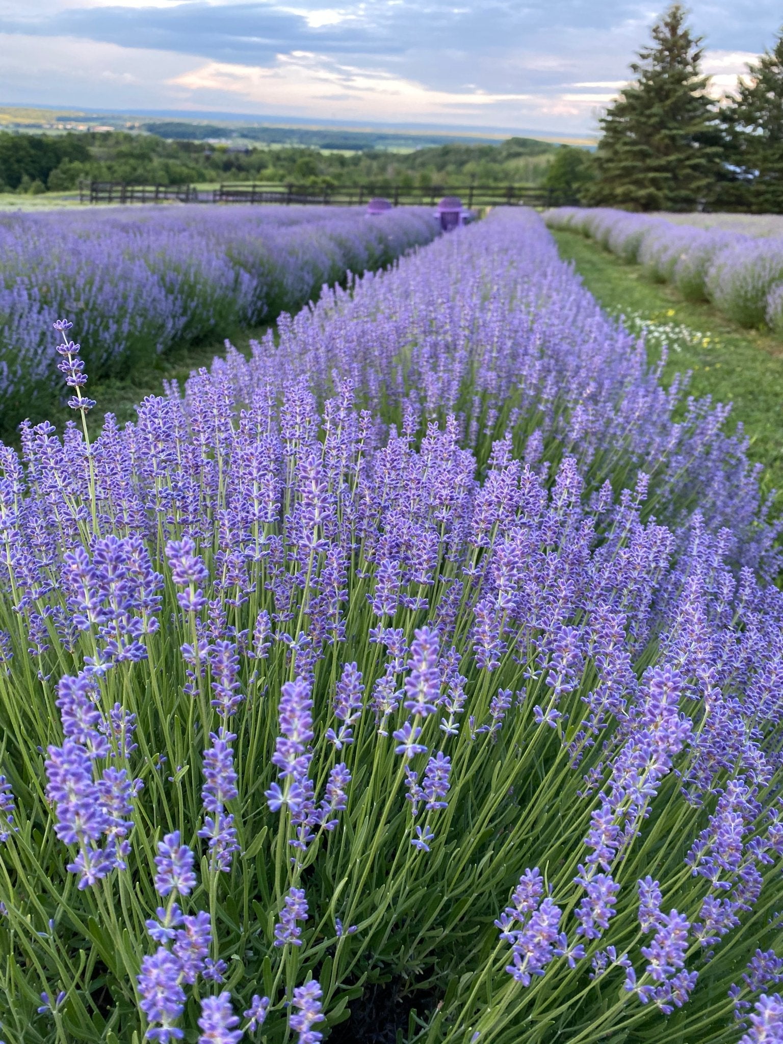 Folgate Lavender Plants (Pack of 6) Purple Hill Lavender Farm